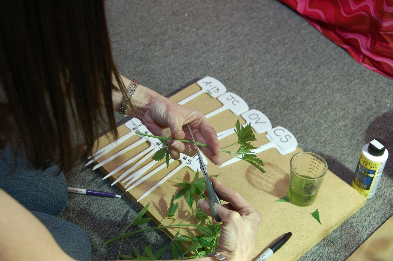 Grower snipping cannabis cuttings with scissors beside labeled plant stakes and a cup of water